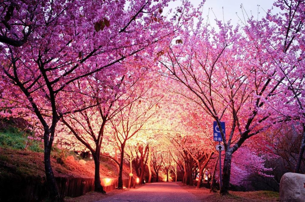 櫻花季限定夜櫻