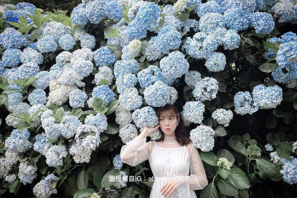 2021陽明山花季，讓在台北的你，一年四季，都有花可賞