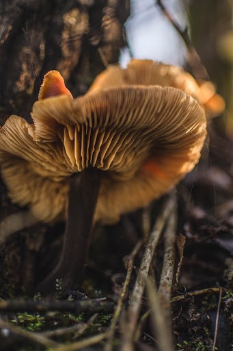 蕈菇–平時難以察覺的可愛蕈褶