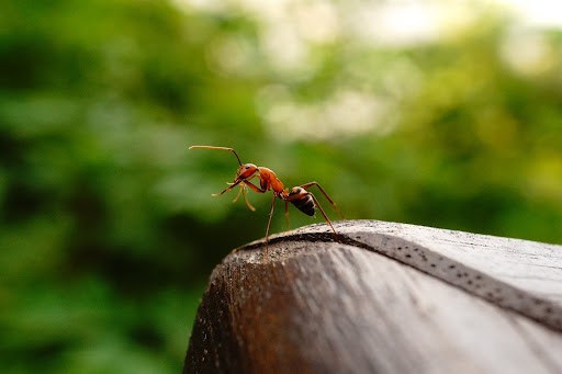 微距拍攝下的螞蟻