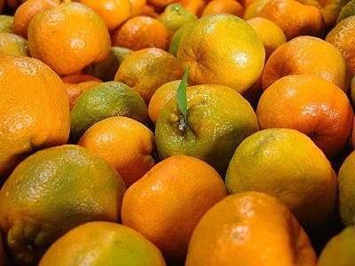 橘子紅了正是採收的時候！14 間採果體驗農場遊推薦，冬天最具代表性的水果自己摘